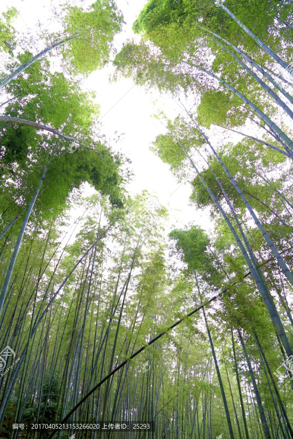 竹林,天空