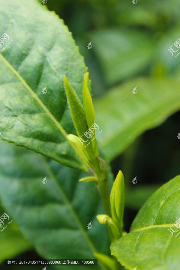 茶叶,茶芽,绿芽,嫩芽
