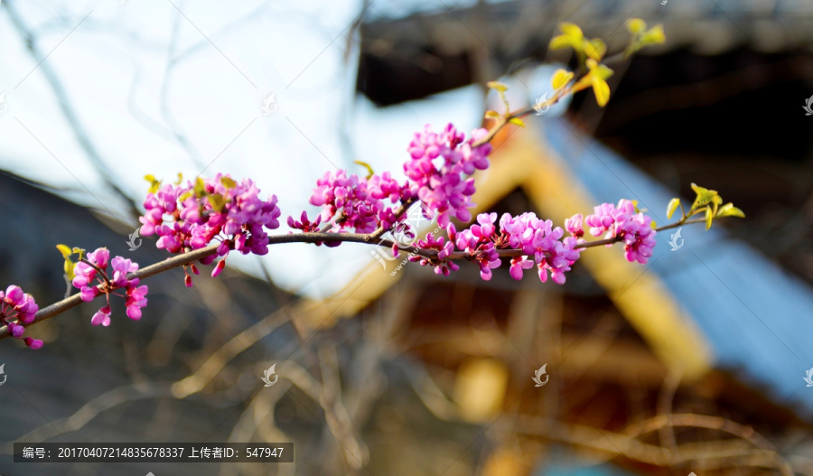 紫荆花,紫荆树,一串红