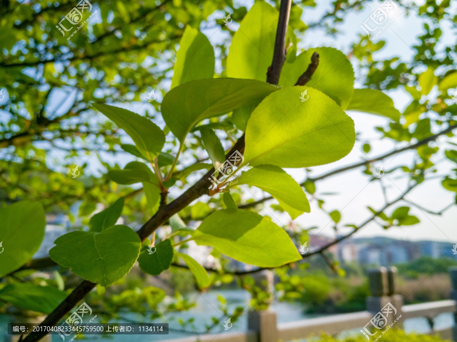 透明树叶
