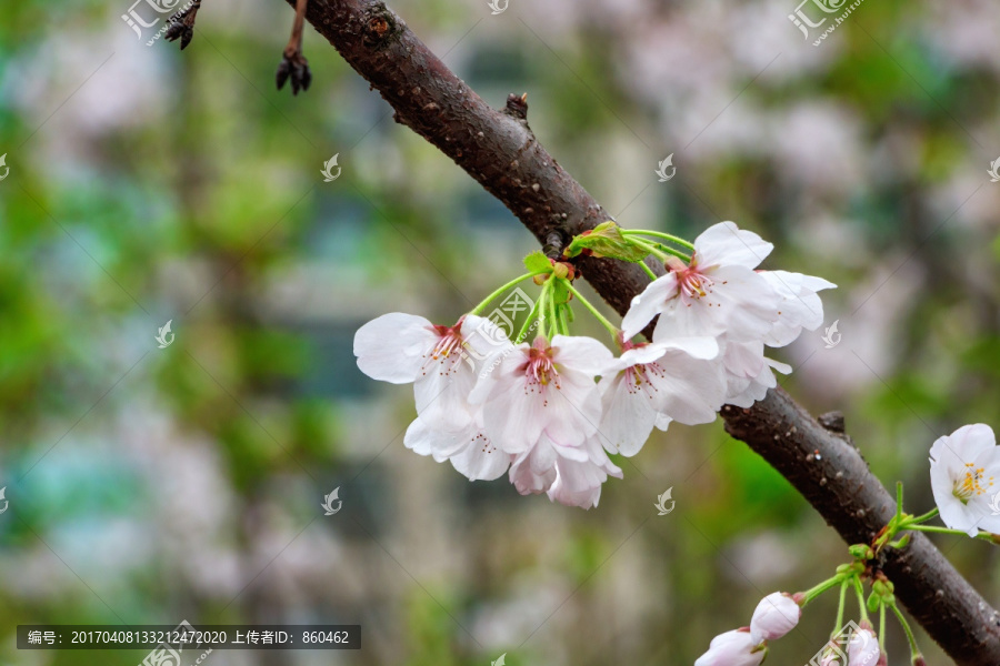 樱花树,樱花树枝,花