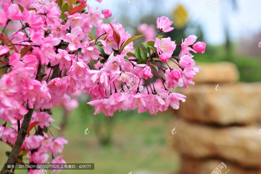 公园海棠花