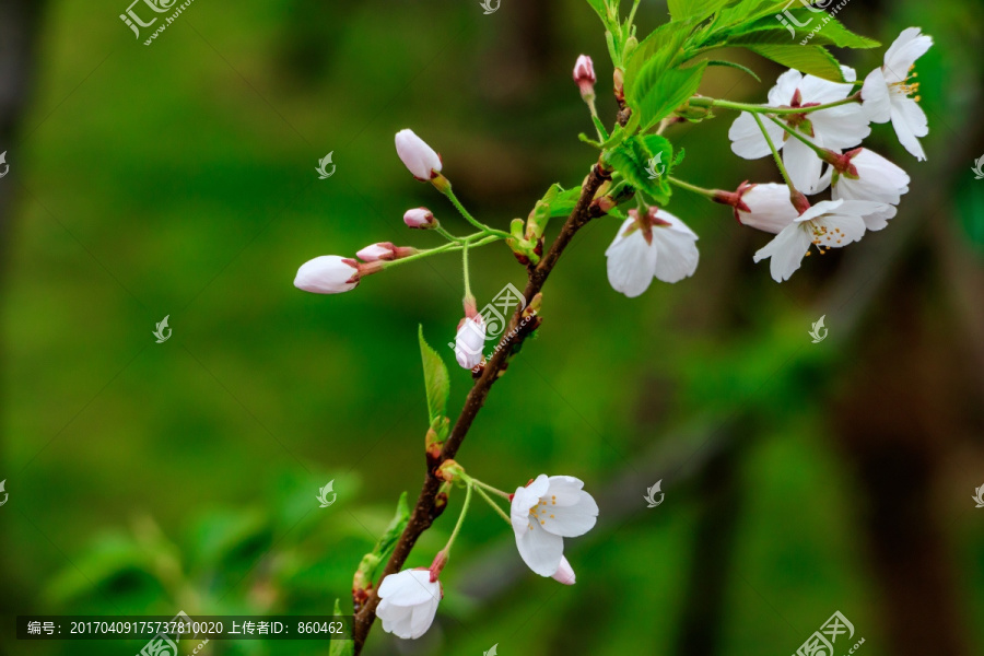 樱花背景,樱花花枝