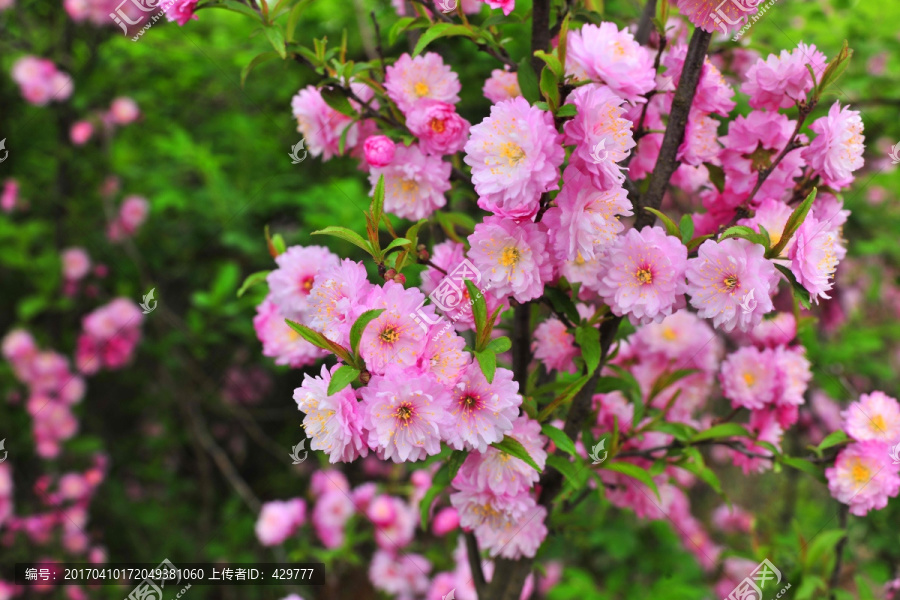 小菊花