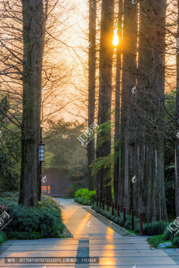 森林道路