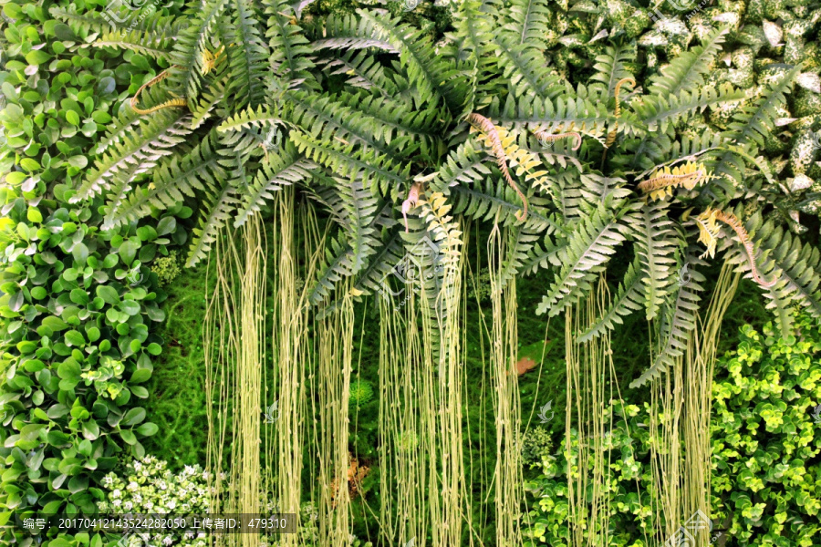 绿色植物墙,植物墙,花卉墙