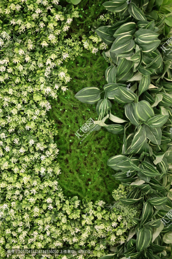 绿色植物墙,植物墙