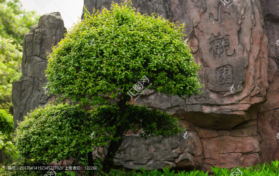 盆景,景观树