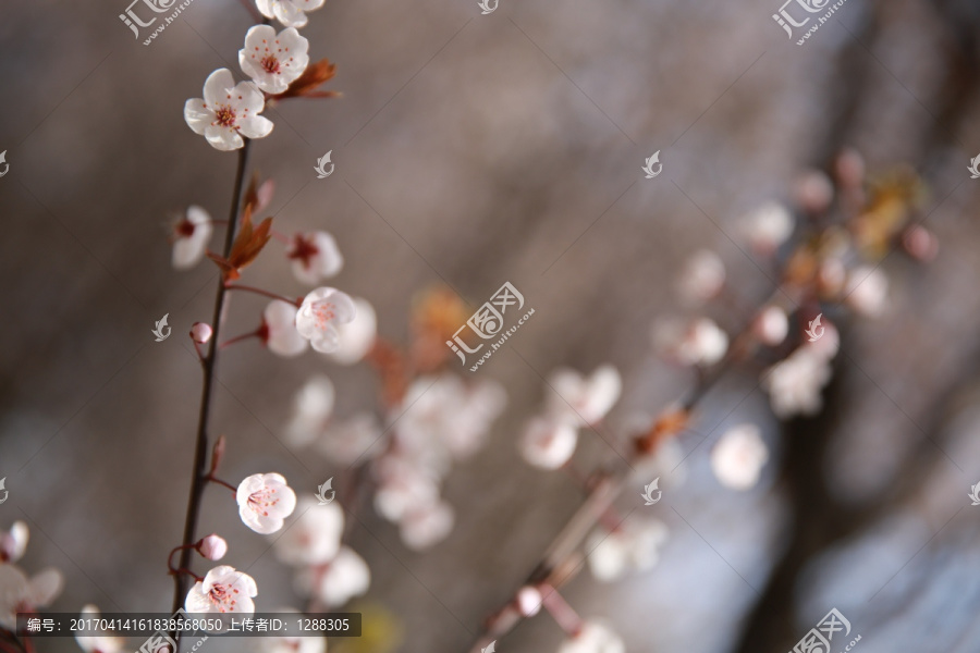 紫叶李