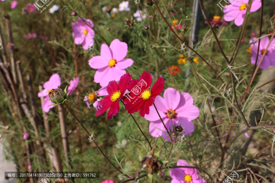 格桑花