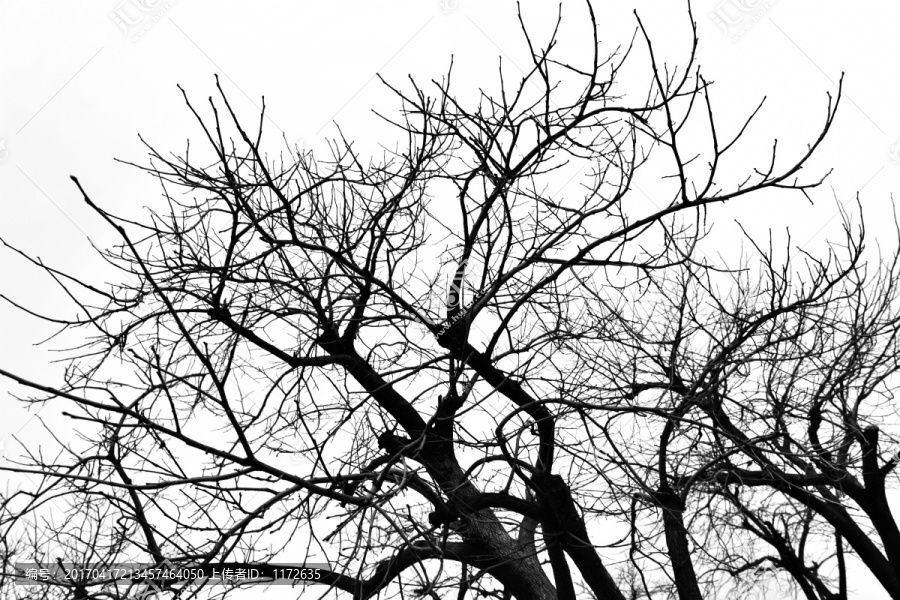 干枯树枝,冬天的树,树枝