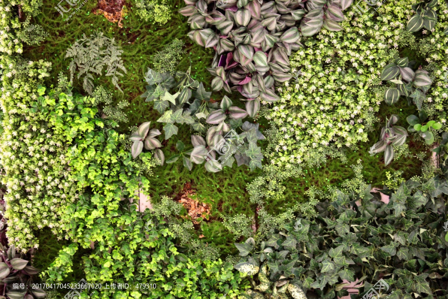 绿色植物墙,植物墙
