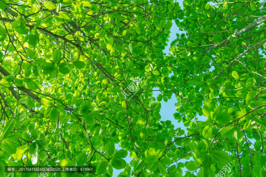玉兰绿叶绿色树枝