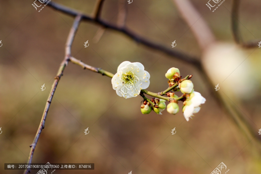 杏花