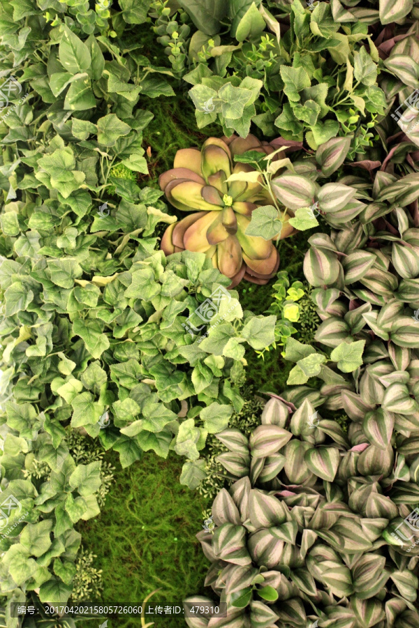 绿色植物墙,植物墙,花卉墙
