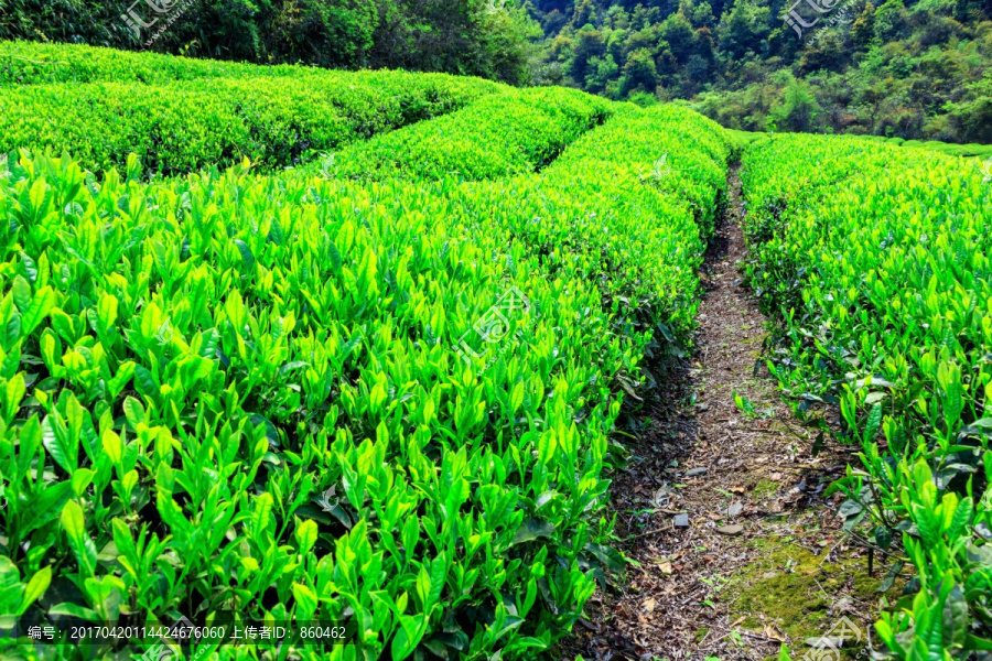 茶园,茶山,茶场,茶叶种植园