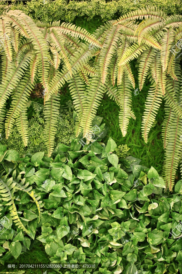 绿色植物墙