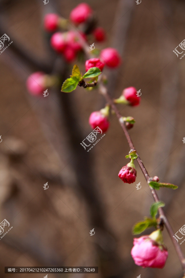 桃花花蕾桃花开