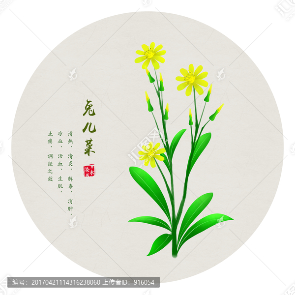 兔儿菜,手绘兔儿菜