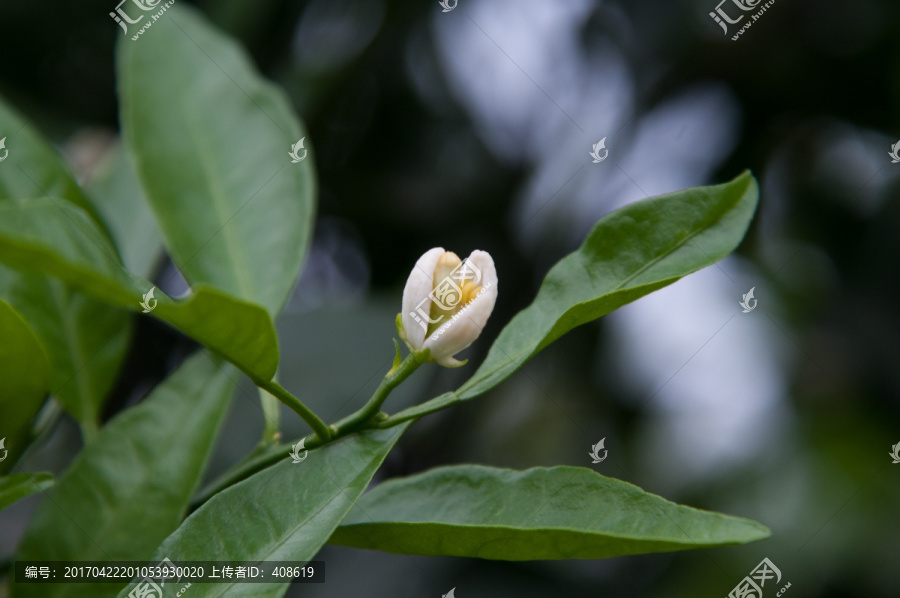 不知火丑橘花开