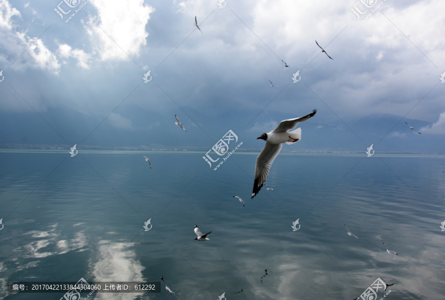海鸥展翅,高原湖泊,洱海风光