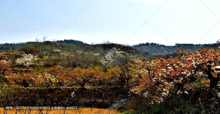 梨花山乡