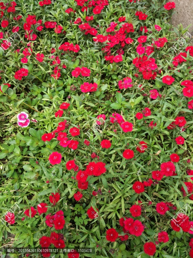 小红花,花背景