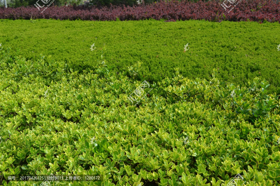 绿叶植物墙,绿化带