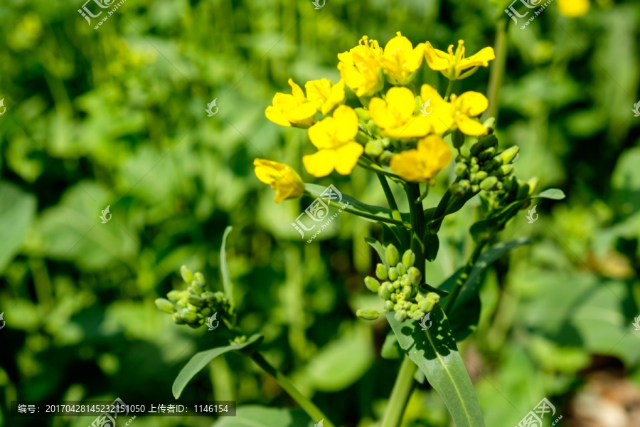 油菜花