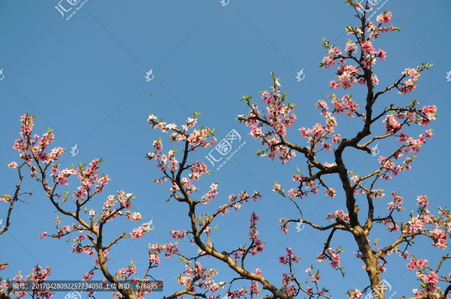 一枝花开满色春