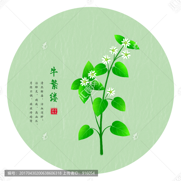 牛繁缕,手绘牛繁缕