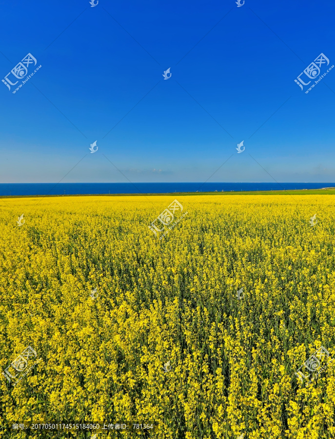 青海湖油菜花田