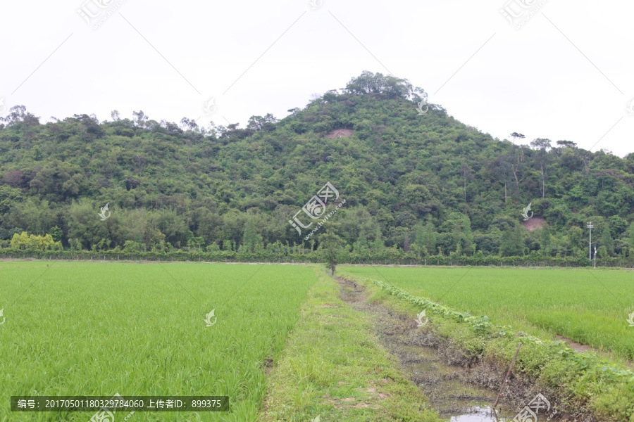 山间稻田