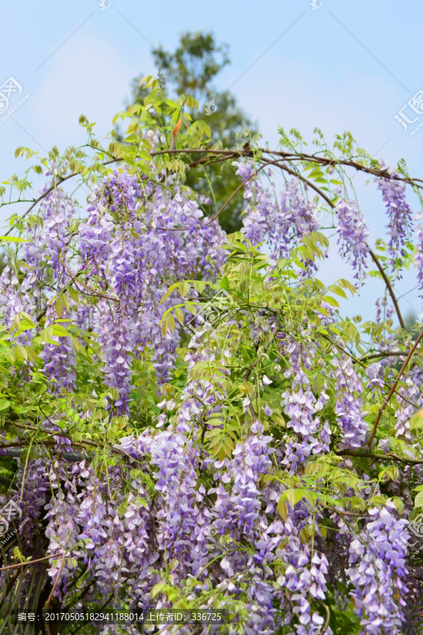 紫槐花,红花刺槐