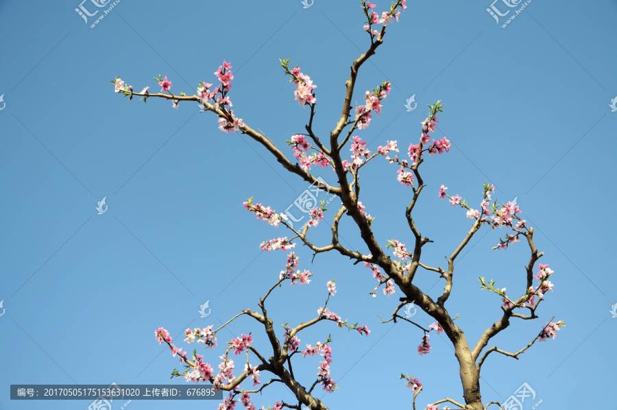 仰拍天空中的桃花