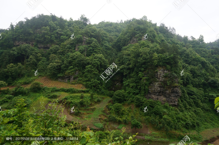 密林梯土