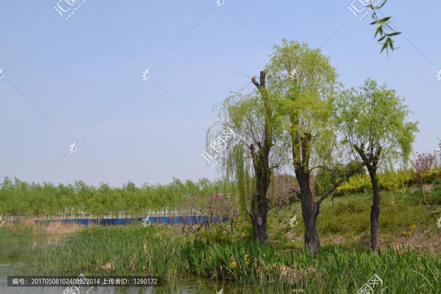 三颗树,湖边树