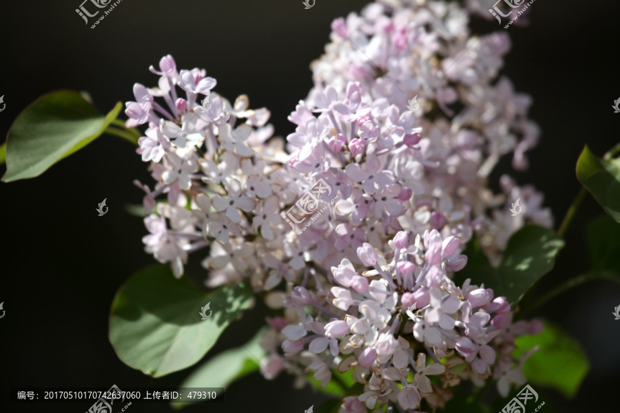 丁香花,鲜花,花,花朵