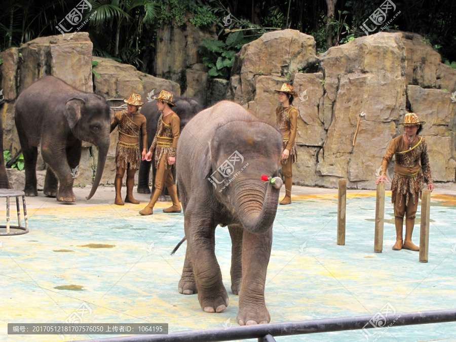 长隆野生动物世界,大象表演