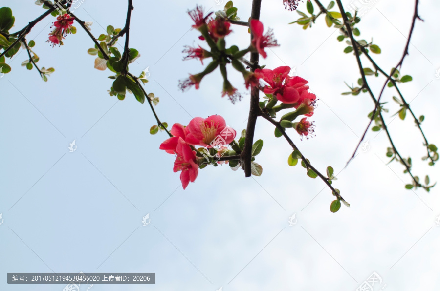 垂丝海棠花