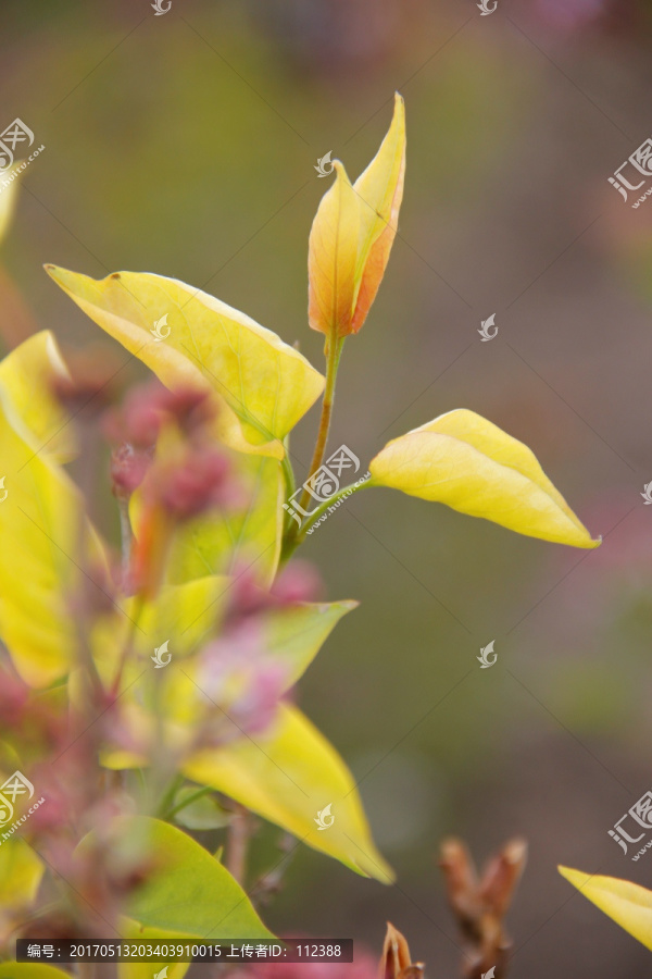 丁香,丁香花,春天,丁香树叶