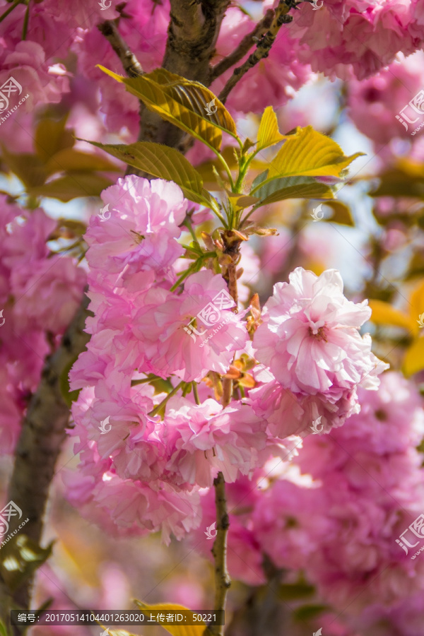 樱花