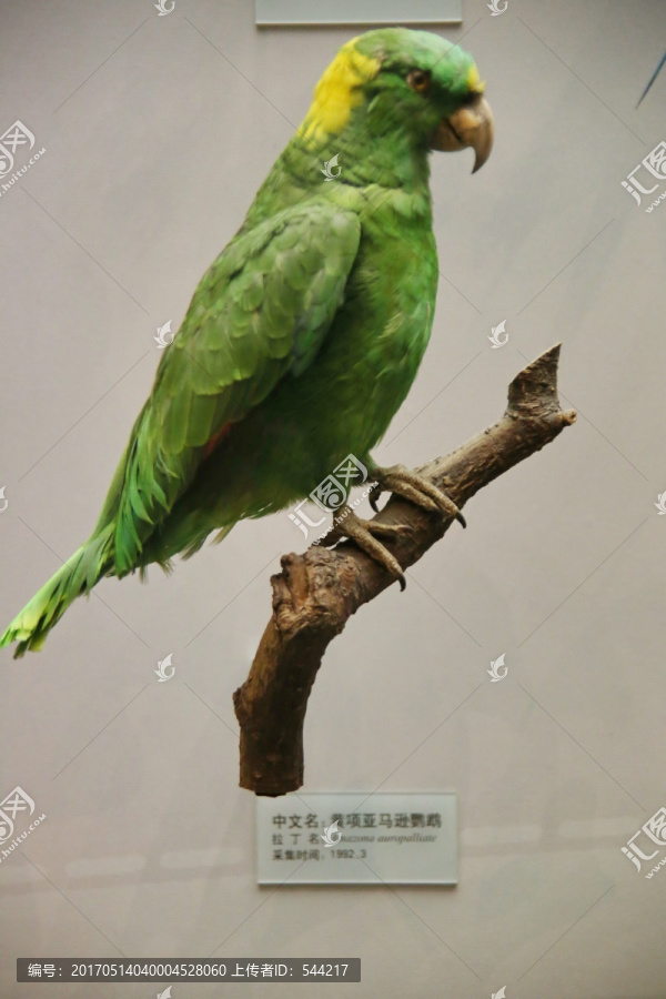 黄项亚马逊鹦鹉标本