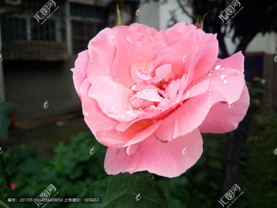 雨后菊花高清特写