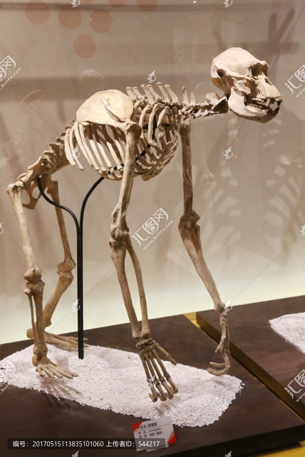 黑猩猩骨架