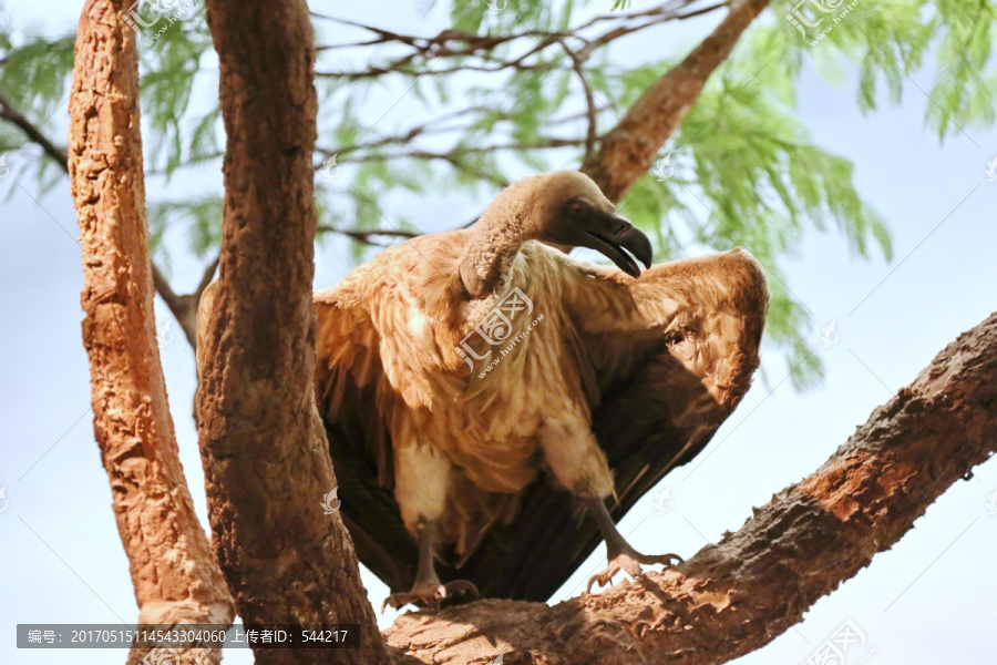 动物标本非洲秃鹫