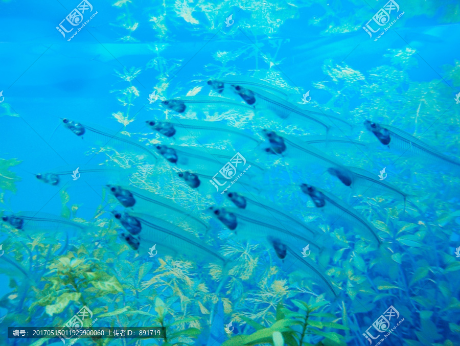 海底世界,海底鱼群,海底生物