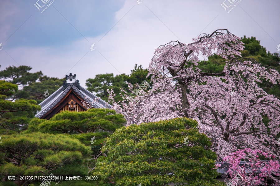 京都御苑樱花