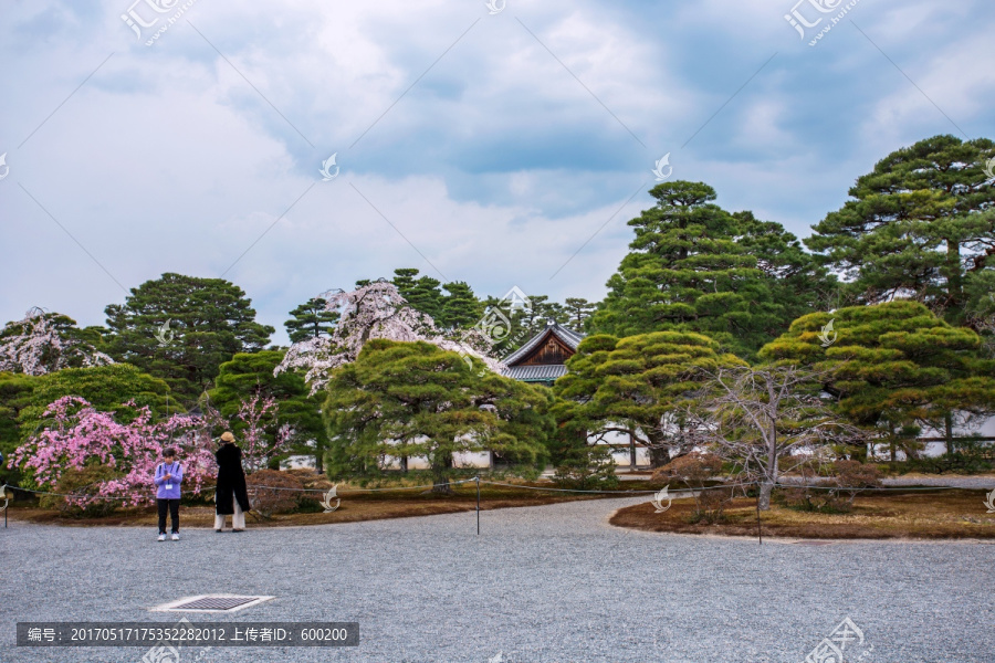 京都御所樱花风光