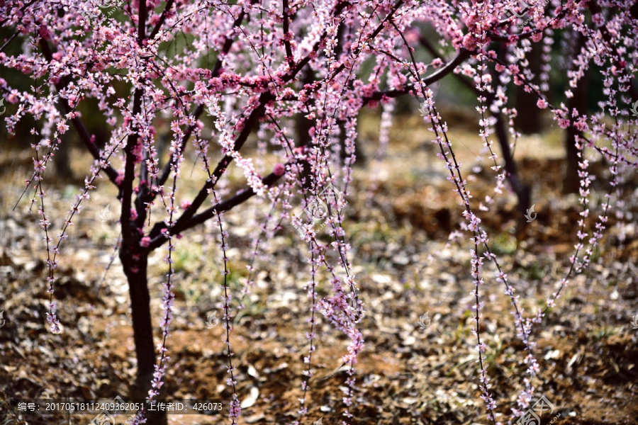 垂枝梅花开